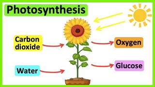 Photosynthesis 🌷  What is photosynthesis  Stepbystep process [upl. by Hildie868]