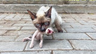 A men fed a stray mother cat for over a week and as a reward it brought its kittens to his shop [upl. by Enilrac]