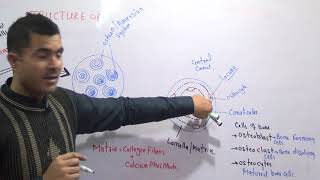 L1 Structure of bone Endoskeleton explained in detail [upl. by Delanty]