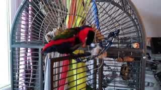 Black capped lory parrot quotWalterquot our first days together [upl. by Tnilf304]