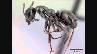 Crazy Ant Song  Turn ON Annotations External Ant Anatomy  AntsCanada Tutorial 24 [upl. by Nnadroj]