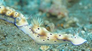 Nudibranch Trailing [upl. by Qifar]