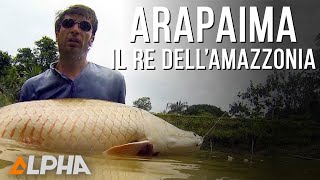 Arapaima Il Re dellAmazzonia [upl. by Otir]