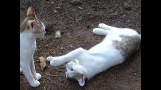 Social play and agonistic behaviour in cats [upl. by Ahsenot815]