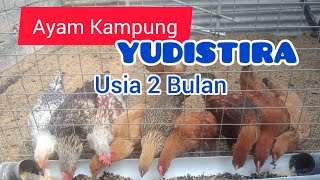 Ternak Ayam Kampung Di Lahan Sempit [upl. by Agostino]