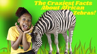 The Craziest Facts About African Zebras [upl. by Analahs475]