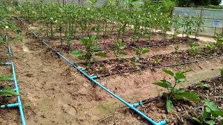 Drip Irrigation  Family Irrigation  Agriculture in Cambodia [upl. by Raouf412]