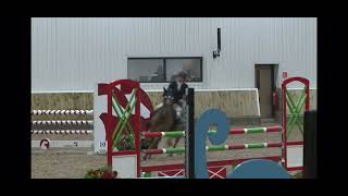 DSH lux flight 3rd at Kelsall winter classic in the newcomers [upl. by Lletnohs591]