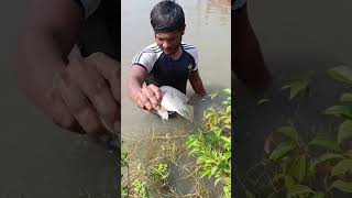 Fishing time fishing commoncarp fish bigcarpfish freshwaterfish carpfish bigcarp villagelife [upl. by Gore]