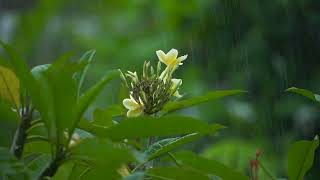 Video Audio Part 135  Bunga Kamboja Bali di musim hujan  Bali flowers in the rainy season [upl. by Margarette]