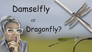 Damselfly or Dragonfly Whats the difference [upl. by Ainet]