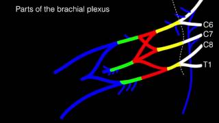 Drawing the Brachial Plexus [upl. by Eiramannod]