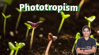 Plant Behavior Understanding Phototropism and Gravitropism  Plant Biology  Plant phototropism [upl. by Eiryt]