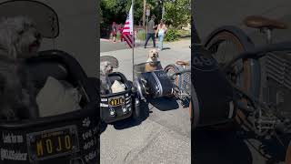 Mojo hanging out at Bottle Rock ebike dog napavalley napa sidecarmaker bottlerock [upl. by Edith499]