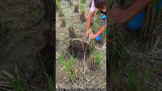 Fish farming technique in china 😮technique fish farming shortsviral [upl. by Eiramacissej]