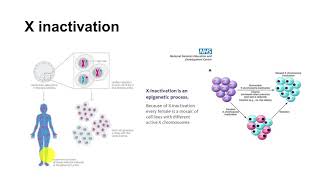 71 NonMendelian Genetics Xinactivation [upl. by Rust427]