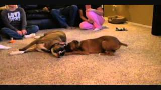 Brindle Boxer and Fawn Boxer Puppy Playing [upl. by Vivianne]