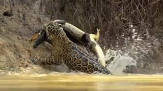 Jaguar vs croco combat à mort incroyable [upl. by Mcgray649]