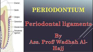 4 Periodontium  2 Periodontal ligaments  Dr Wadhah Periodontology lectures د وضاح الحاج [upl. by Hgielak]