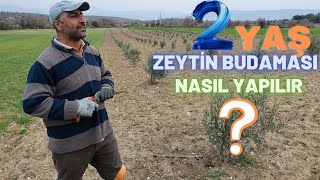 2 Yaş Zeytin Fidanı Nasıl Budanır [upl. by Aivart]