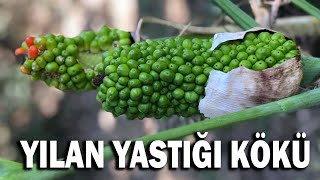 Yılan yastığı kökü  Dracunculus vulgaris Arum italicum [upl. by Secnarf]