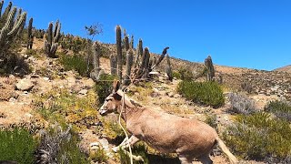 Rodeo de burros El tome Canela 2024 [upl. by Faustena]