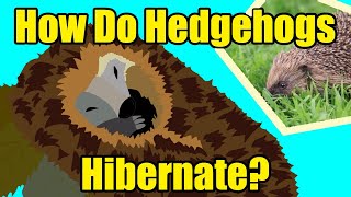 HOW DO HEDGEHOGS HIBERNATE [upl. by Alber]