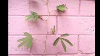 Mimosa Tree  Lojjaboti Tree  লজ্জাবতী গাছ [upl. by Yart484]