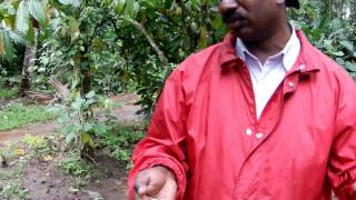 Cocoa plant upclose on a spice plantation in Kerala India [upl. by Scherman]