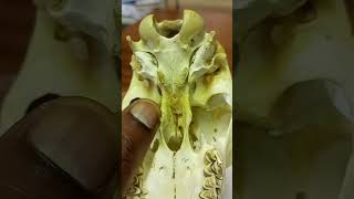 ANATOMY OF THE GOAT SKULL SKULL EMBRYONIC DEVELOPMENT AND JOINTS [upl. by Neahs]