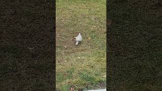 Ringed Necked Dove [upl. by Lareine]