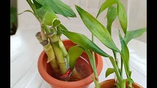 Prapogation of Dracaena Sanderiana Bamboo plant [upl. by Chappelka749]