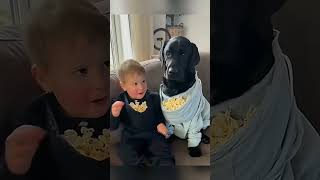 cat dog dogs cut cute love lovecats lovedogs funny virla viralvideo foryou foryoupage [upl. by Anemix190]