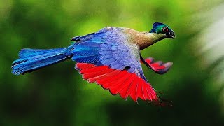 10 Most Beautiful Turacos In The World [upl. by Shandy]