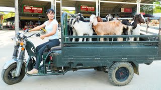 Use 3wheeled Vehicle To Buy Farmers Goat Herd Goes to the market sell  Grow Clean Vegetables [upl. by Suilienroc]