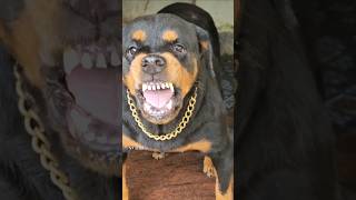 Angry Rottweiler barking sound pets angrydog viral [upl. by Yrreg701]