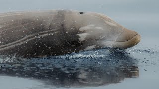 Cuvier’s Beaked Whale Clicks [upl. by Dudden]