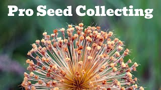 Tips amp Tricks To Collect Seed Like A Pro [upl. by Lemmy]