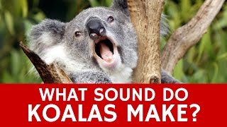 What Sounds do Koalas Make Mystery of Animals Voice Communication Organ [upl. by Adarbil62]