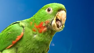 MARITACA CANTANDO 🦜 [upl. by Nivac]