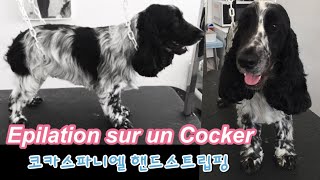 HappyGrooming  Le toilettage du Cocker Spaniel EpilationHand strippingCocker핸드스트립핑 [upl. by Edivad894]