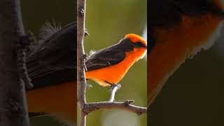 Vermillion Flycatcher birds wildlife [upl. by Novi]