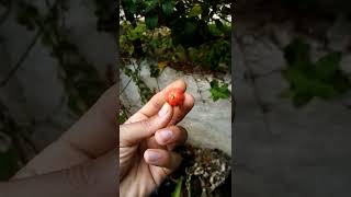 Rare Pitanga Fruit Tree  Cherry Gendre [upl. by Eizdnil729]