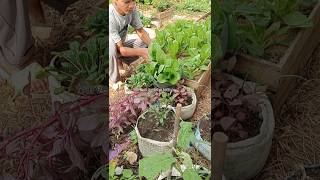 Planting lettuce Romaine [upl. by Braden]