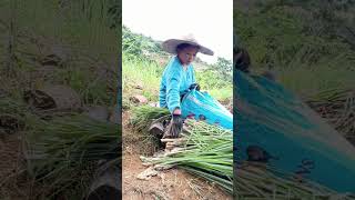 HARVESTING LEMON GRASS🌱🙏 buhaymagsasaka farming lemongrass buhaybukid gardening fypyoutube [upl. by Eceerahs377]