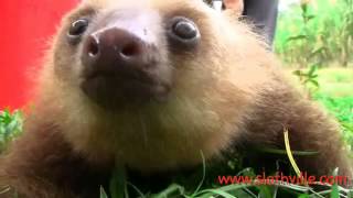 Sloths screaming like goats [upl. by Neenaj]