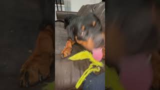 Boaz Smashes Into the Couch  Funny Rottweiler Puppy 6 Mo Having Fun rottie rottweilermoments [upl. by Justine]