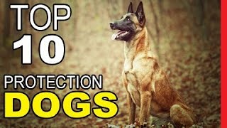 Top 10 Best Personal Protection Dog Breeds [upl. by Alor]