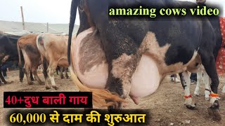 पशु मंडी जगराओं 2312024भाग2 world Biggest udder cows for sale in pashu mandi jagraon jbs video [upl. by Edelson527]