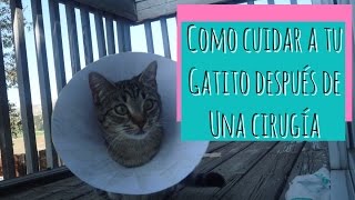 Como Cuidar a un Gato Después de Una Cirugia [upl. by Hilbert152]